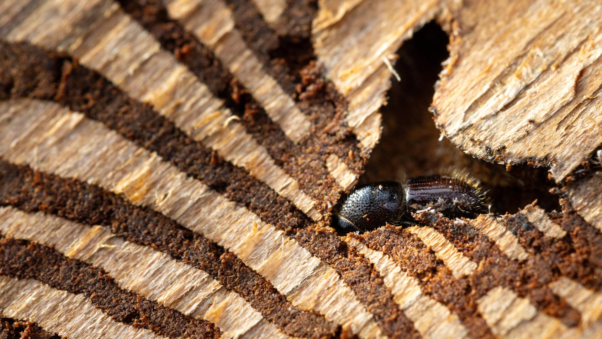 Ein Borkenkäfer steckt in der Rinde einer befallenen Fichte