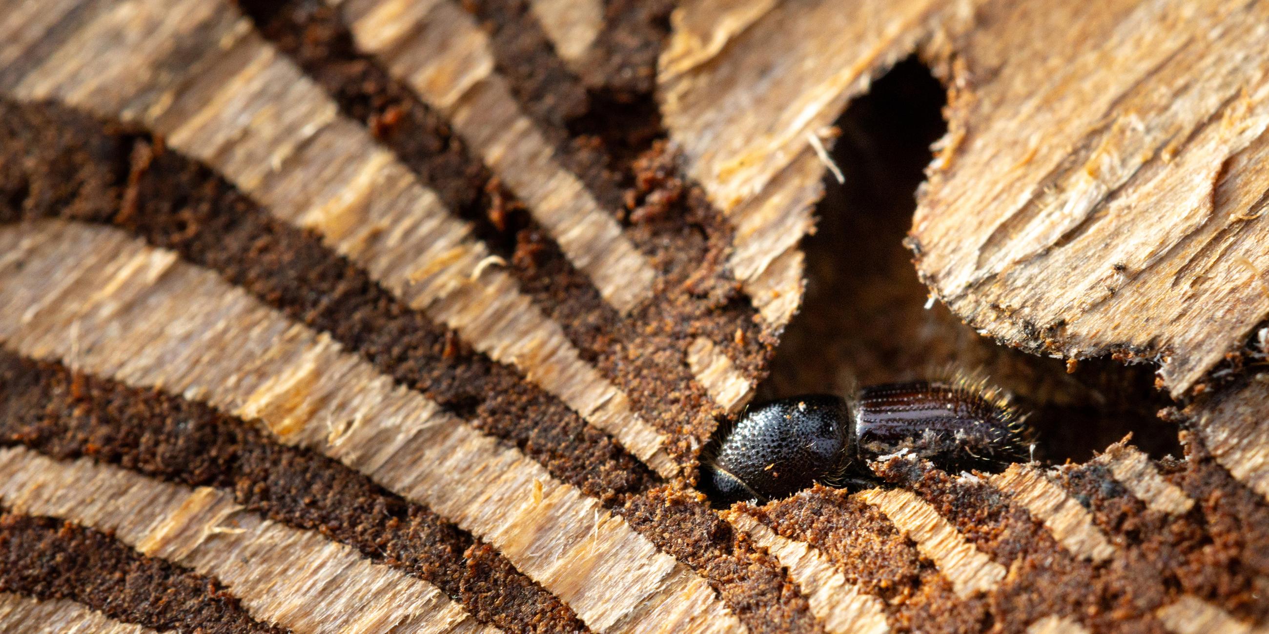 Ein Borkenkäfer steckt in der Rinde einer befallenen Fichte
