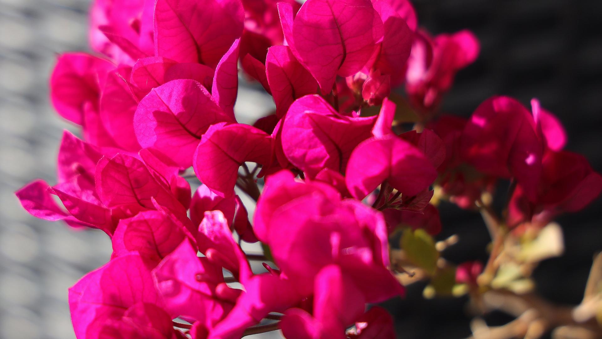 Bougainvillea