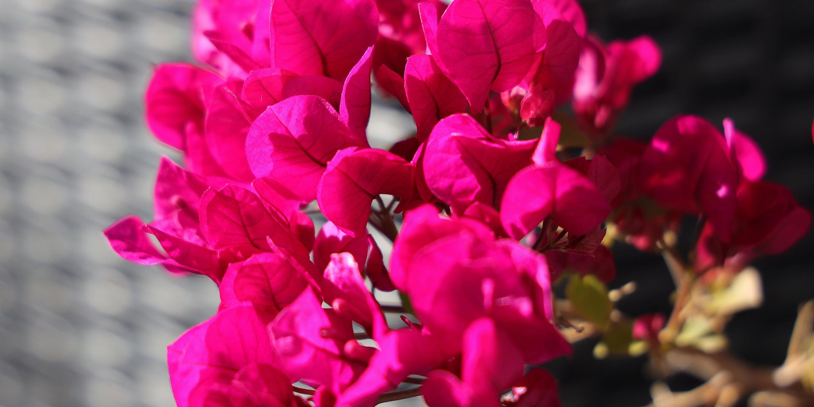 Bougainvillea