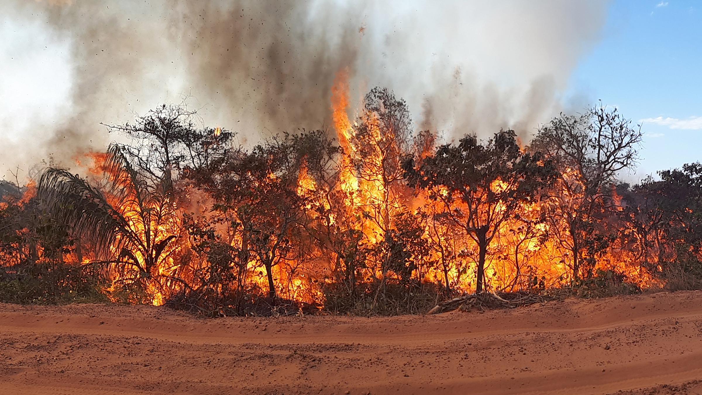 Brände in den Urwäldern des Amazonas