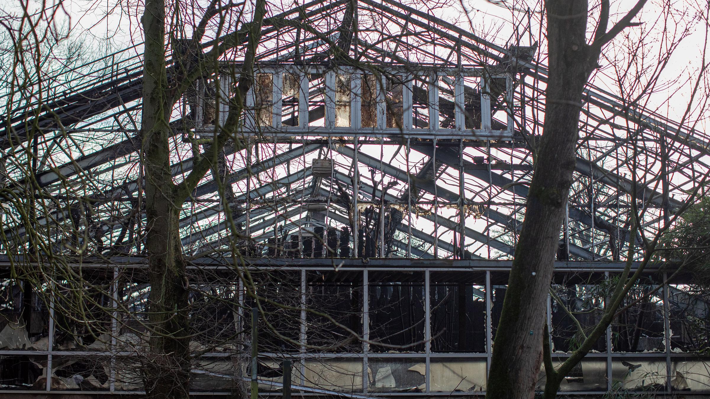 Das Affenhaus nach dem verheerenden Brand in der Silvesternacht.