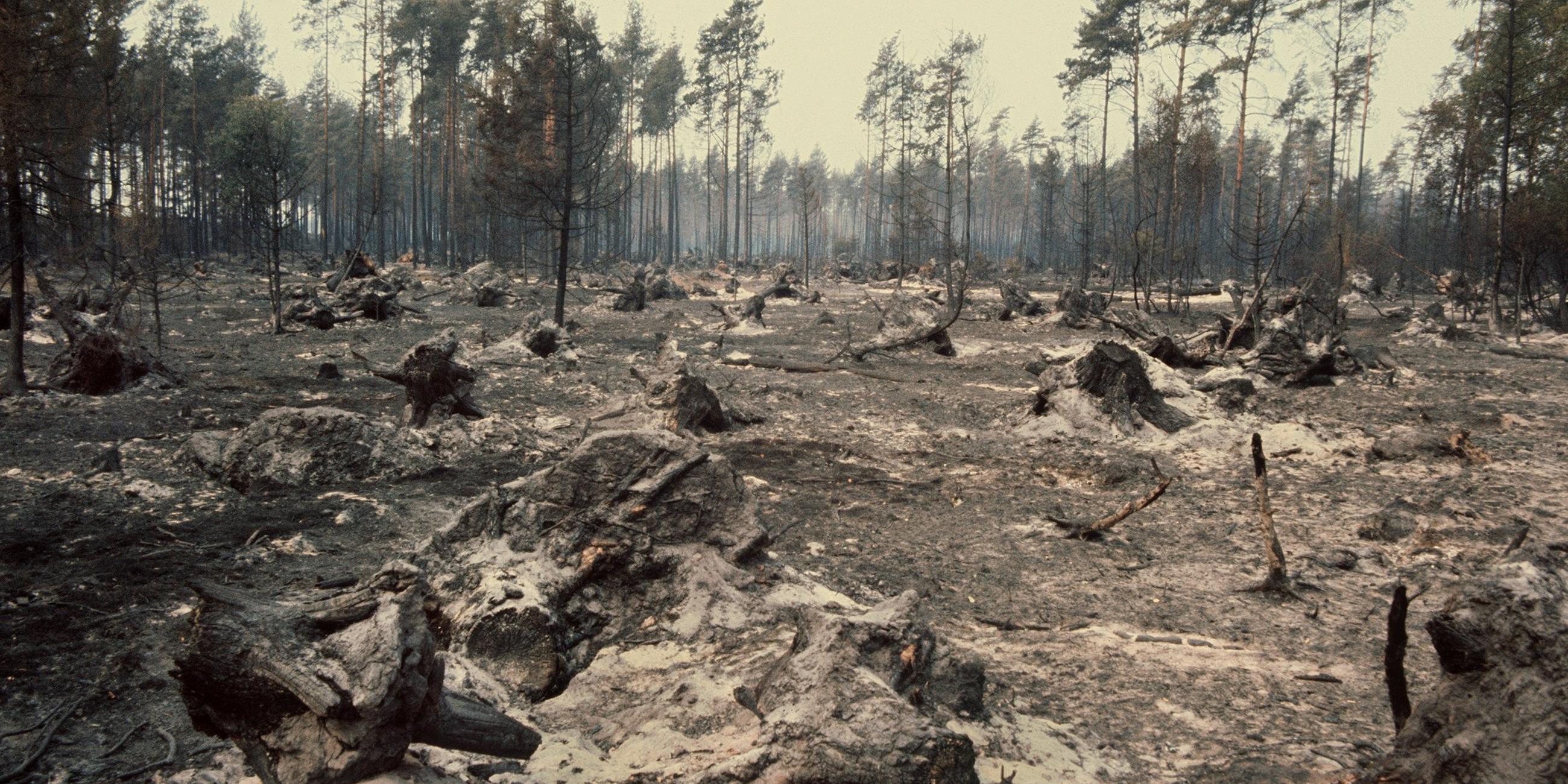 waldbrand in der lueneburger heide