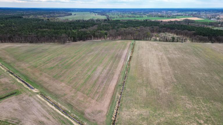 Vertrocknetes Gras steht auf einer Wiese im Landkreis Oberhavel am Ortsrand (Aufnahme mit einer Drohne)