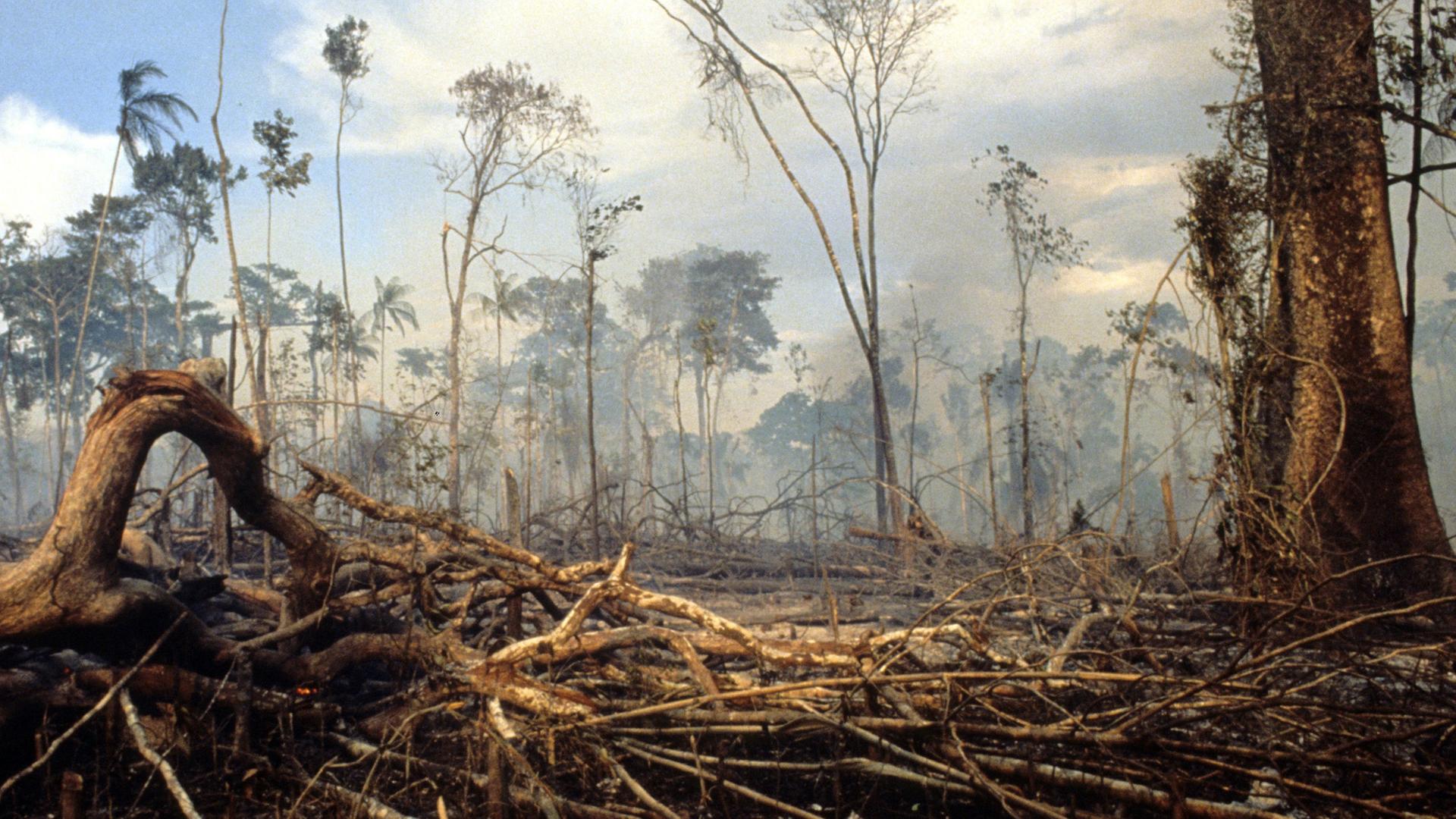 Brandrodung im tropischen Regenwald
