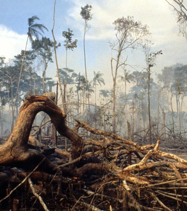 Brandrodung im tropischen Regenwald