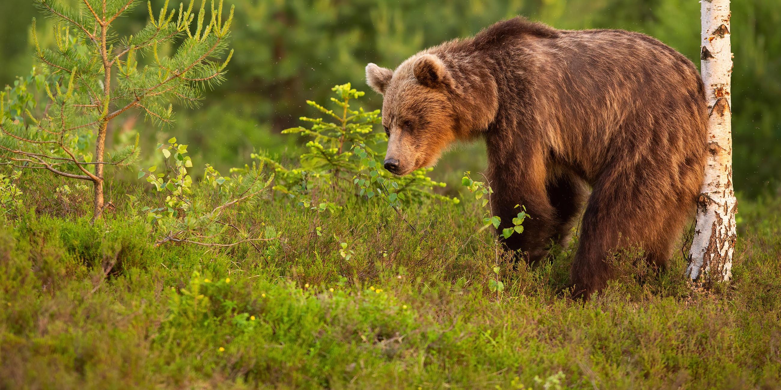 Braunbär