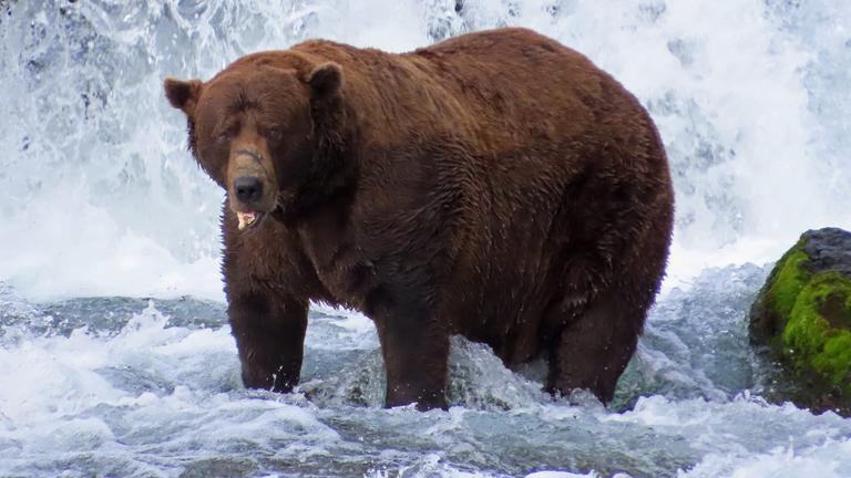 "Fat Bear"-Wahlen in USA: Braunbär "Chunk"