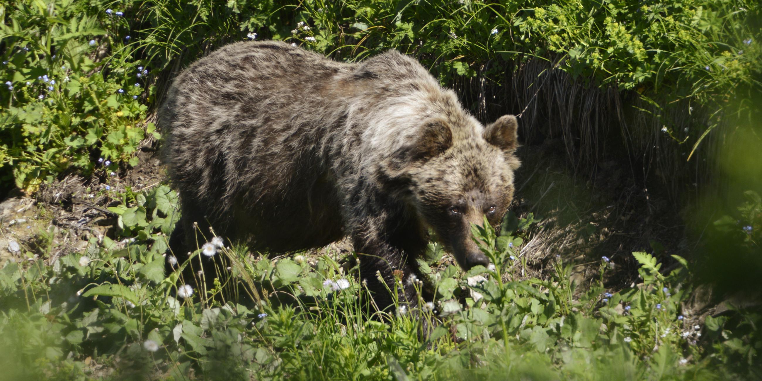 Ein Braunbär in der Slowakei.