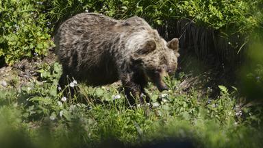 Ein Braunbär in der Slowakei.