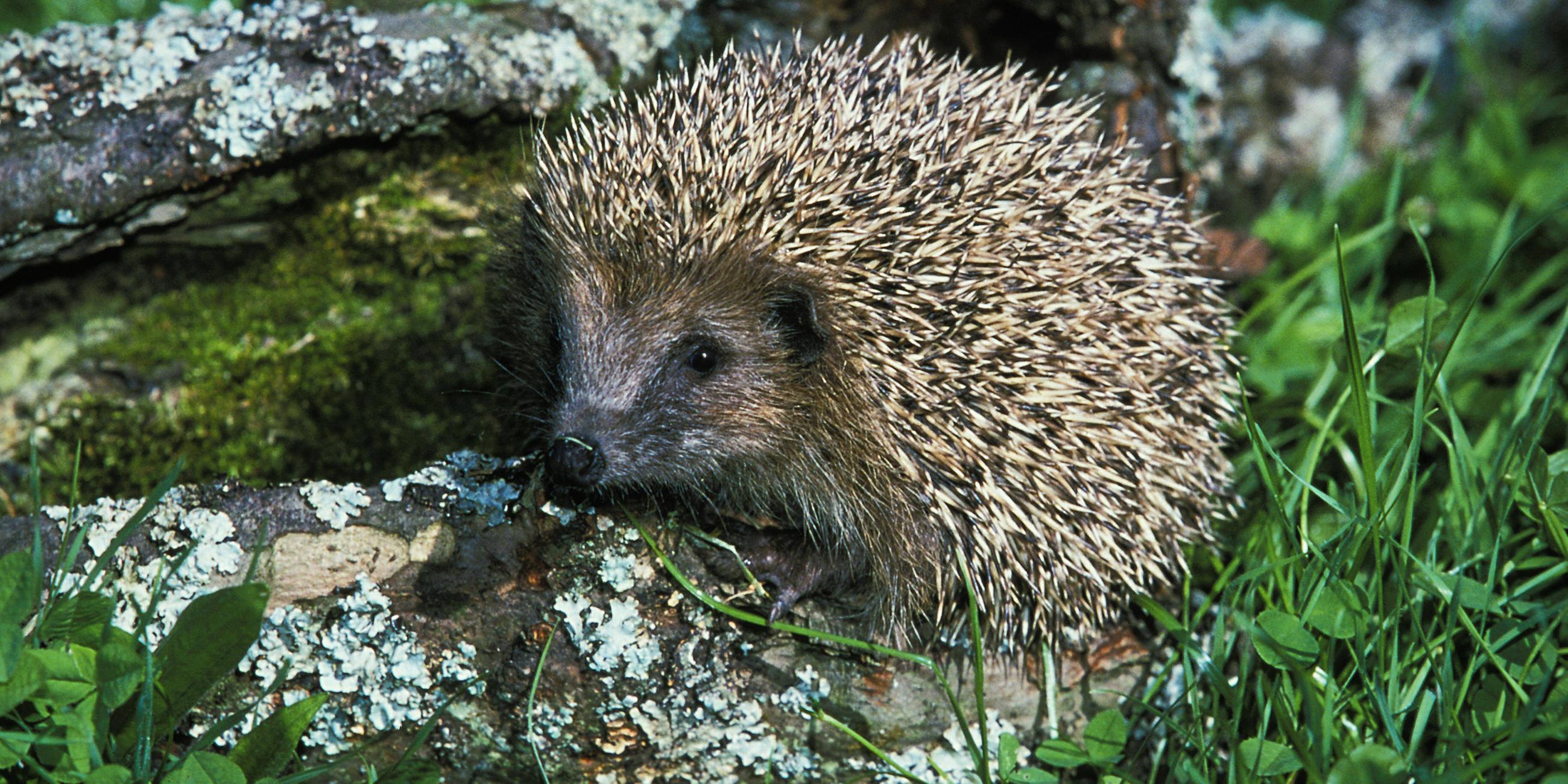 Braunbrustigel