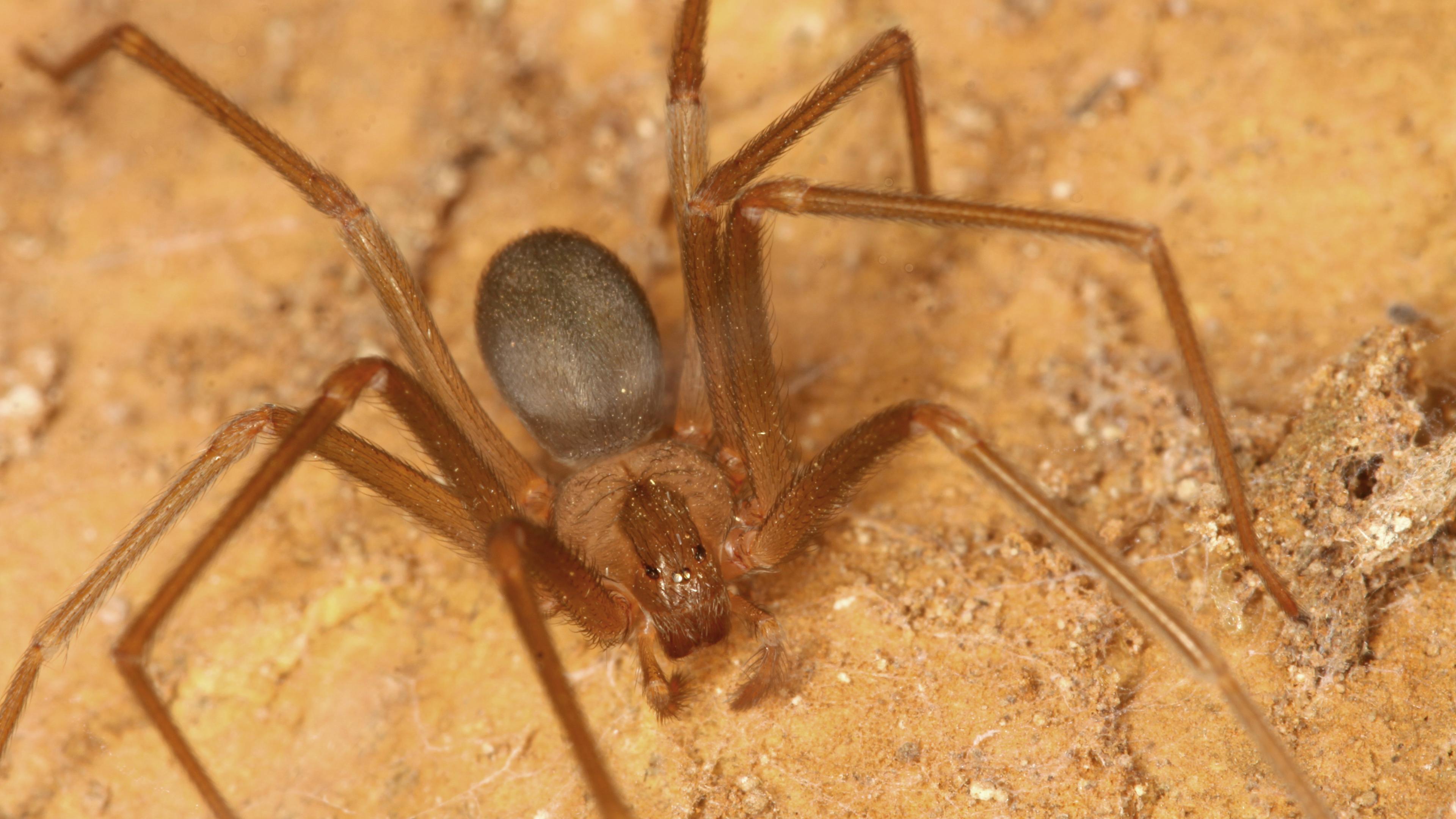 Ein Weibchen der Braunen Violinspinne (Loxosceles rufescens)