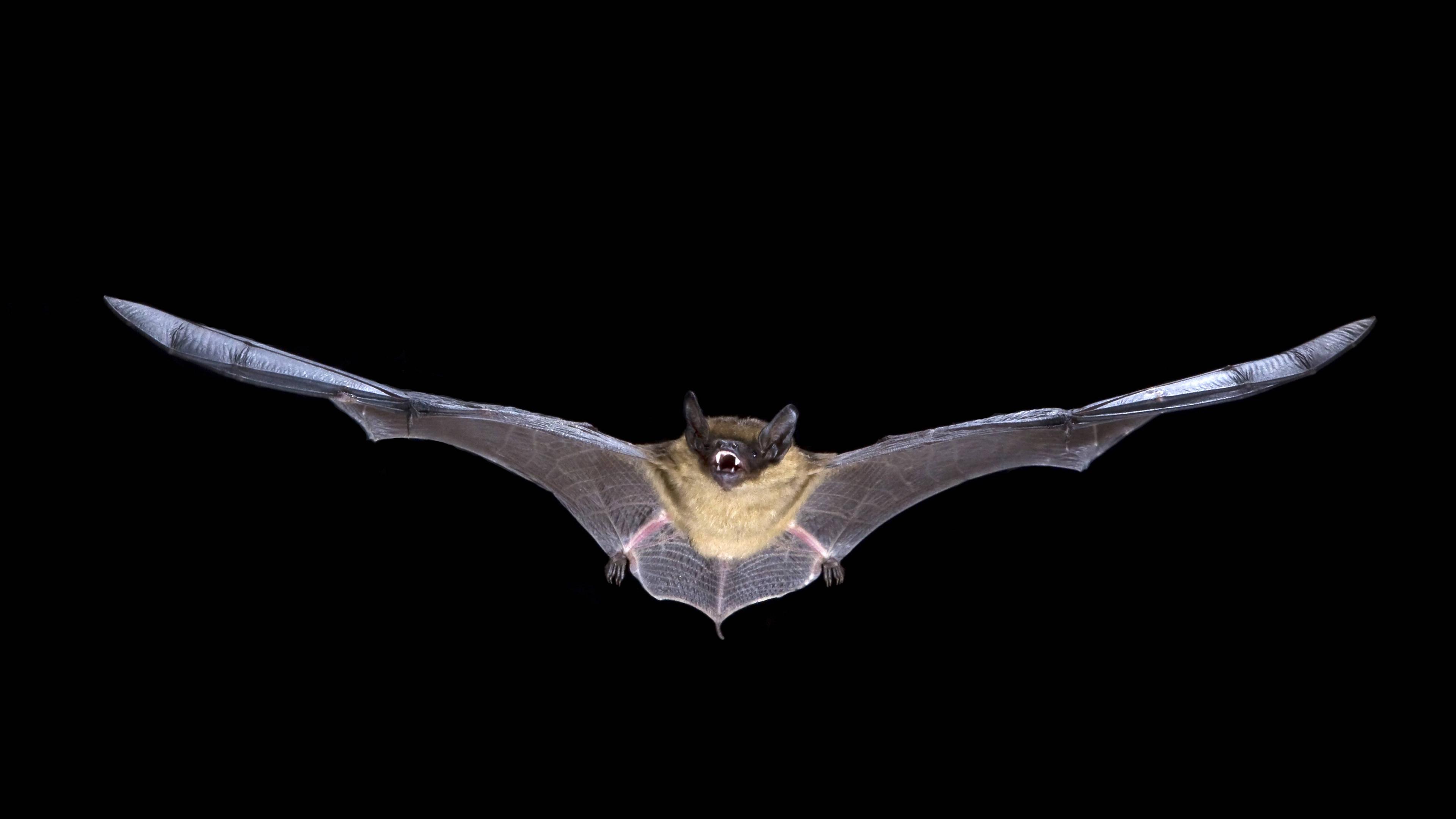 Breitflügelfledermaus, Eptesicus serotinus