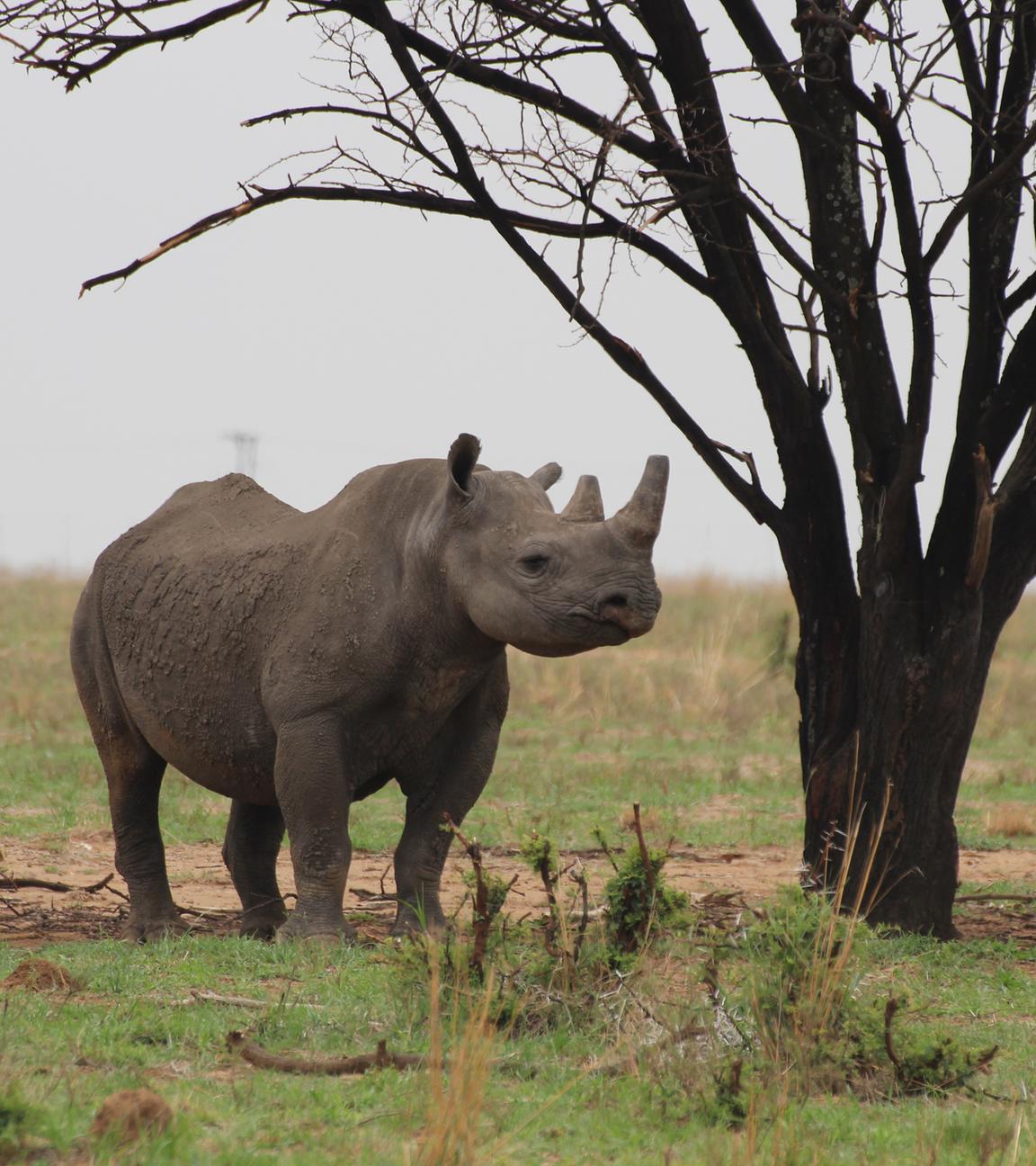 Südafrika: Ein Breitmaulnashorn geht auf dem Gebiet der privaten Nashornaufzucht von John Hume in Südafrikas Nordwest-Provinz.