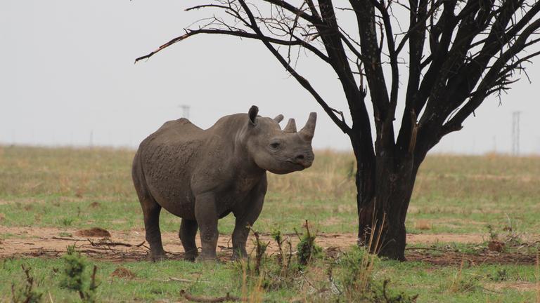 Südafrika: Ein Breitmaulnashorn geht auf dem Gebiet der privaten Nashornaufzucht von John Hume in Südafrikas Nordwest-Provinz.