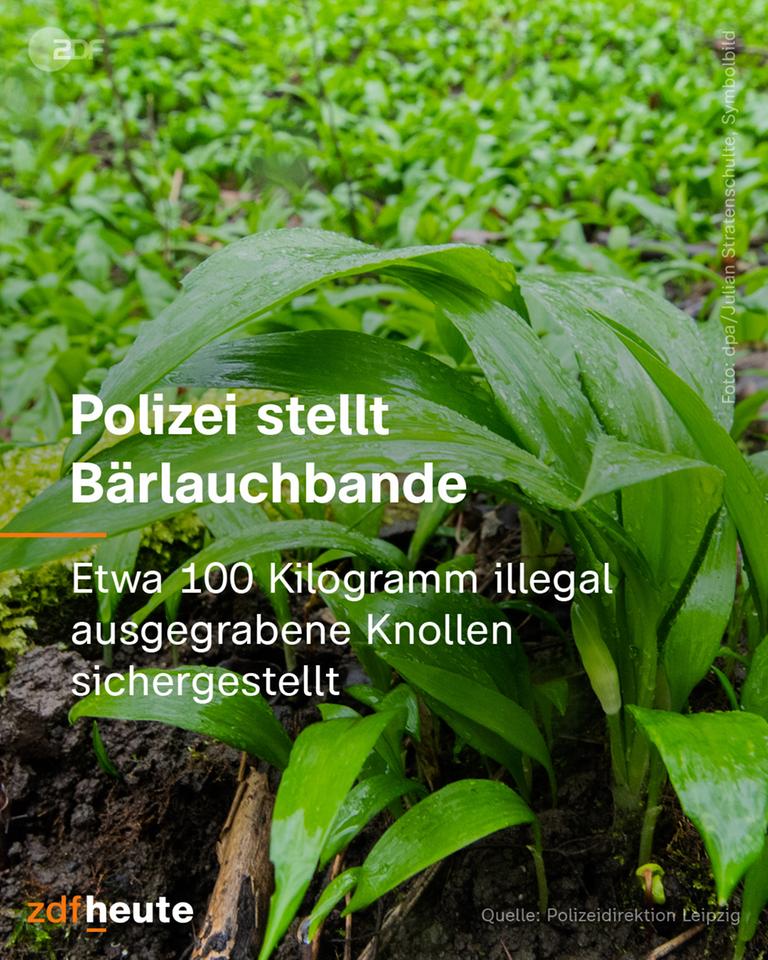 Grafik: Polizei stellt Bärlauchbande