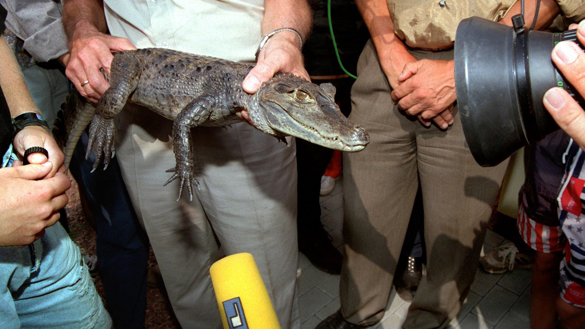 Der wieder eingefangene Kamain "Sammy" wird am 15.07.1994 bei Dormagen in Nordhein-Westfalen gefilmt.