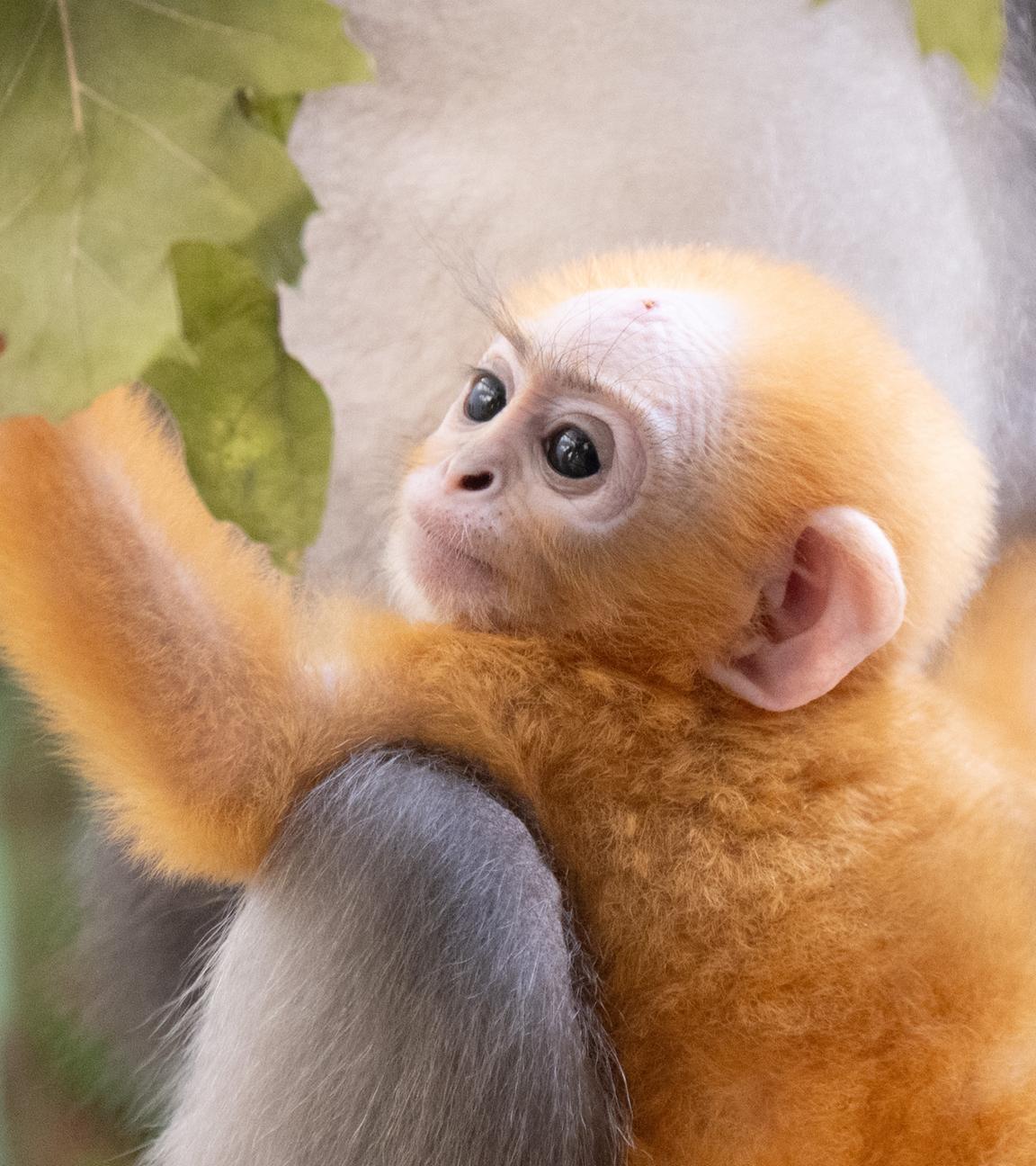  Das Brillenlangur-Jungtier Ida sitzt im Zoo Dresden in seinem Gehege. Das Weibchen mit dem auffällige goldene Fell kam am 16. Februar 2026 zur Welt.