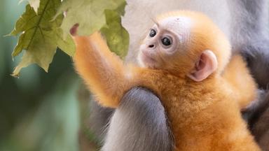 Freude über Brillenlanguren-Baby in Dresden