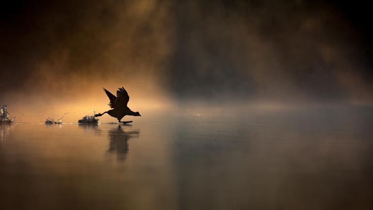 Fotograf Max Wood: “Ich bin um 4:45 Uhr morgens aufgewacht, in der Hoffnung, am Frensham Pond in Surrey Bilder von Wasservögeln im Gegenlicht aufzunehmen.“