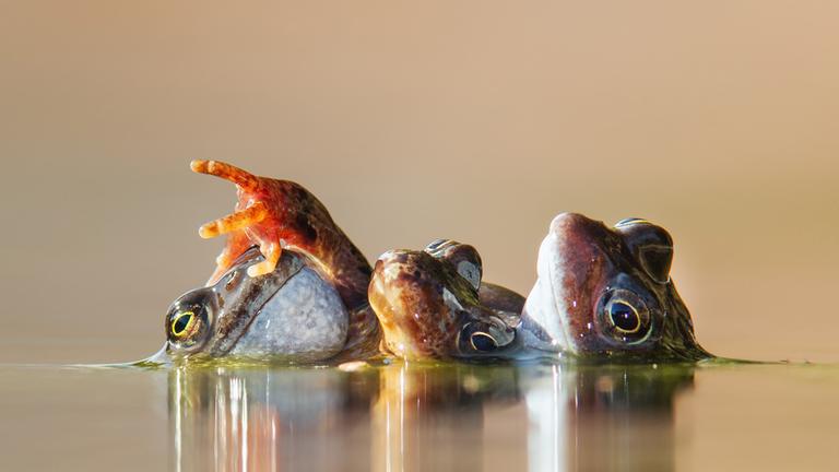 Fotograf Ian Mason: „Ich fotografiere (die Frösche) schon seit vielen Jahren und bin immer wieder fasziniert und amüsiert von ihren Eskapaden.“