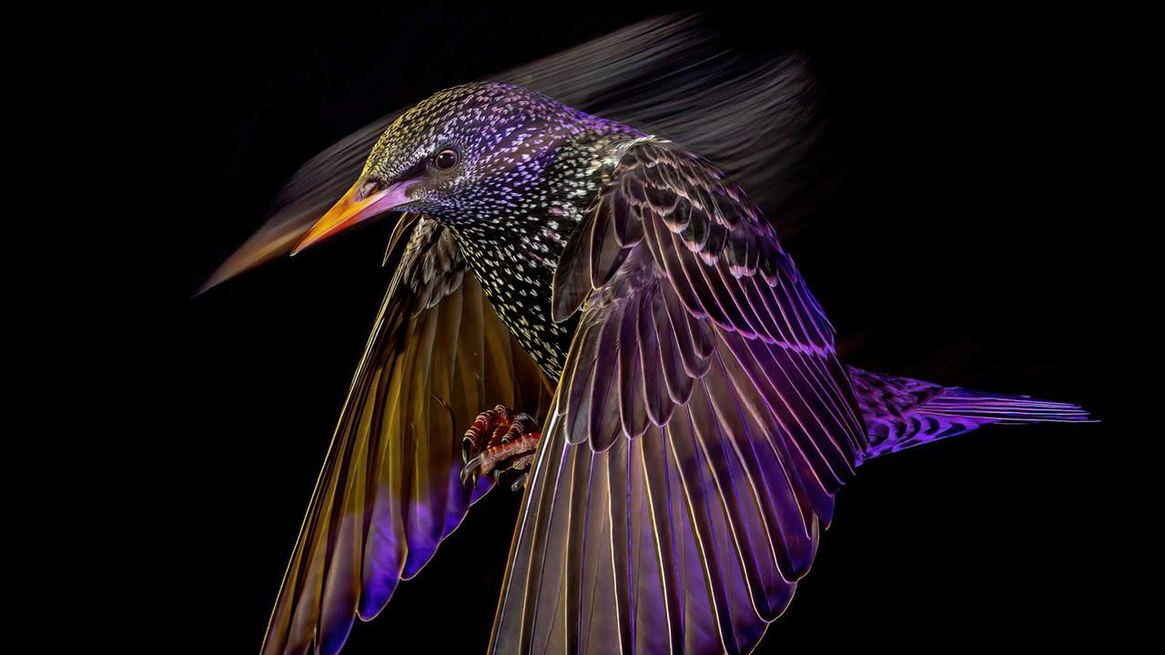 Fotograf Mark Williams: „Das Timing war entscheidend, und ich musste das Blitzlicht sorgfältig mit dem Umgebungslicht abstimmen, um die Flugbahn der Stare zu Beginn der Belichtung festzuhalten.“