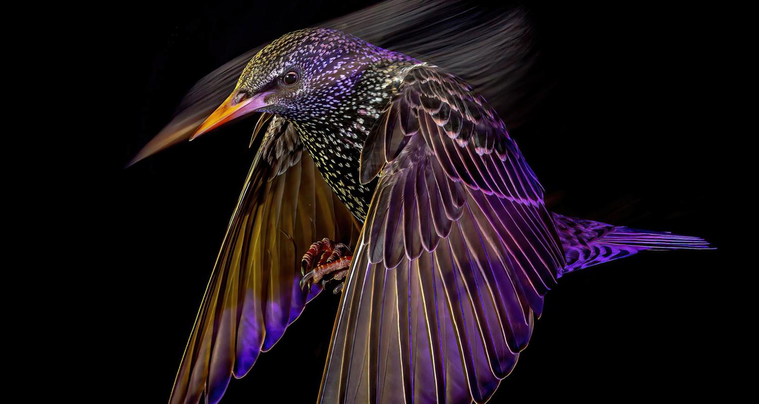 Fotograf Mark Williams: „Das Timing war entscheidend, und ich musste das Blitzlicht sorgfältig mit dem Umgebungslicht abstimmen, um die Flugbahn der Stare zu Beginn der Belichtung festzuhalten.“