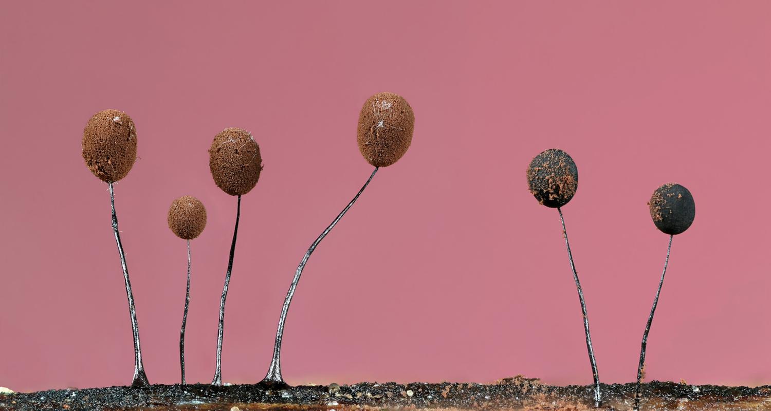 Fotograf Jason McCombe: „Die Welt der Schleimpilze ist faszinierend. Sie sind nur so klein, dass man sie einfach übersieht, wenn man nicht nach ihnen sucht.“