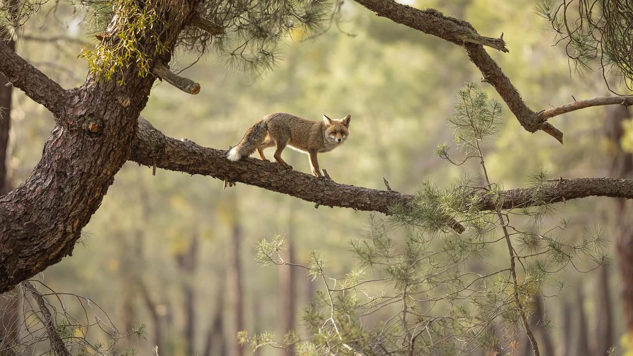 Fotograf Daniel Valverde Fernandez: „Der Fuchs ist perfekt zwischen den Ästen eingerahmt und eine Silhouette wird durch die Sonnenstrahlen subtil hervorgehoben.“