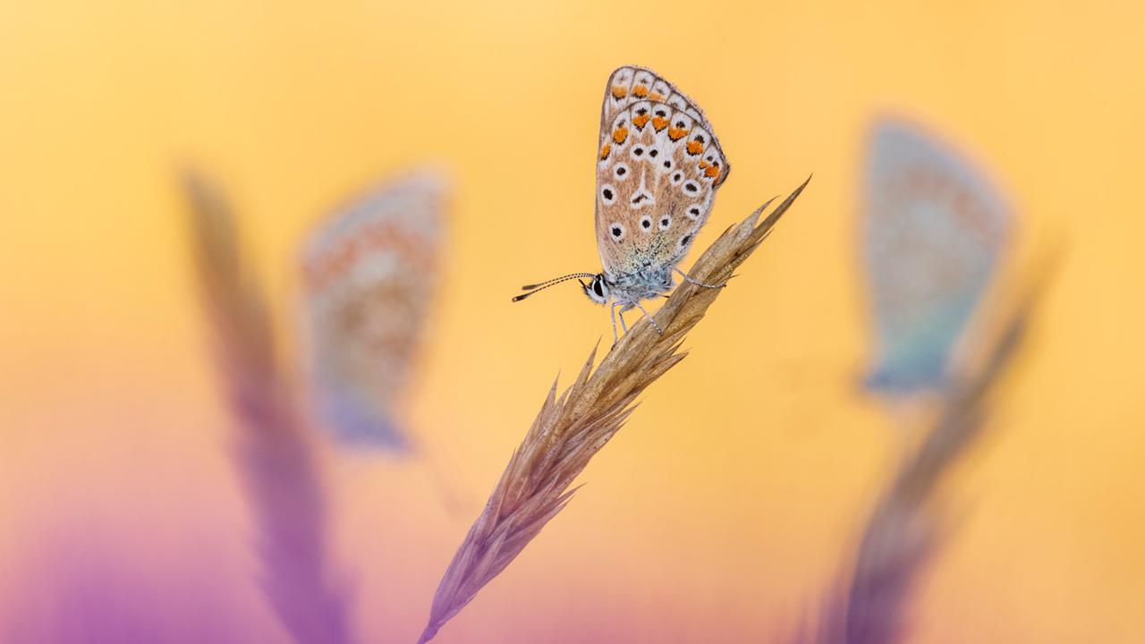 Fotograf Ross Hoddinott: „Ich glaube, ich bin leicht süchtig danach, blaue Schmetterlinge zu fotografieren - ich liebe sie einfach!“