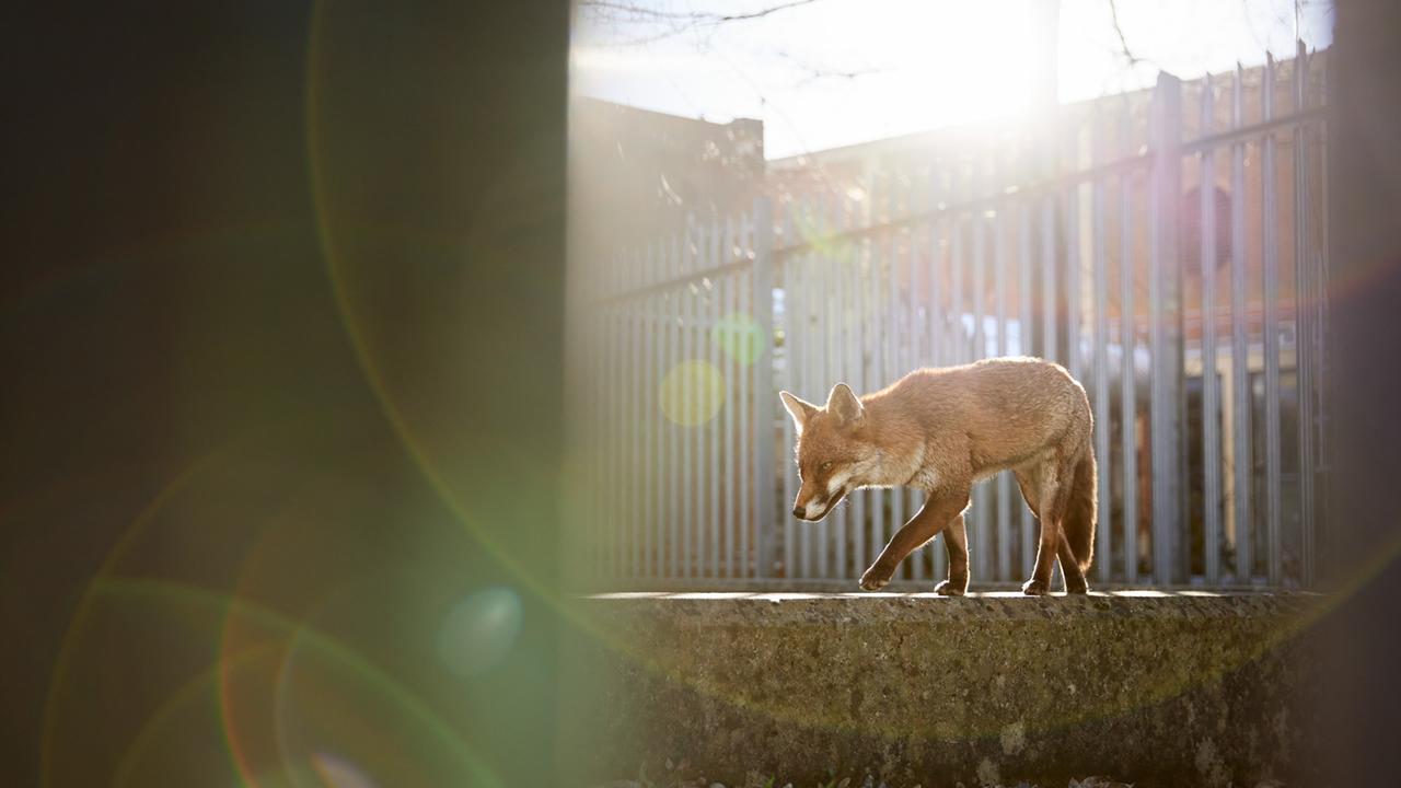 Fotograf Simon Withyman: „Der eingezäunte Bereich bot ihr einen ruhigen Ort zum Ausruhen, weit weg von der belebten Stadt. Sie lief oft an dieser Mauer entlang.“