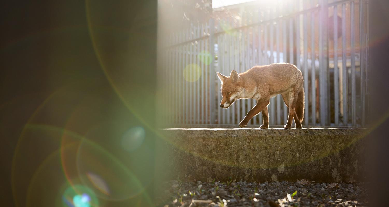 Fotograf Simon Withyman: „Der eingezäunte Bereich bot ihr einen ruhigen Ort zum Ausruhen, weit weg von der belebten Stadt. Sie lief oft an dieser Mauer entlang.“