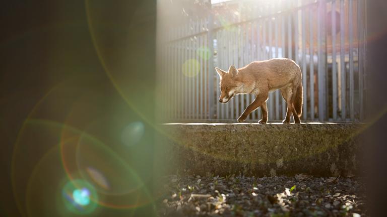 Fotograf Simon Withyman: „Der eingezäunte Bereich bot ihr einen ruhigen Ort zum Ausruhen, weit weg von der belebten Stadt. Sie lief oft an dieser Mauer entlang.“
