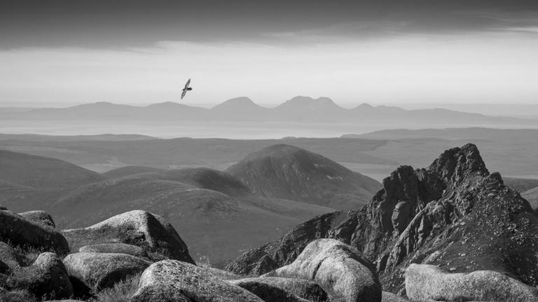 Fotograf Robin Dodd: „Wir saßen einige Zeit da und beobachteten diese Vögel, die ebenso anmutig wie jeder andere Raubvogel über Isle of Arran gleiteten.“