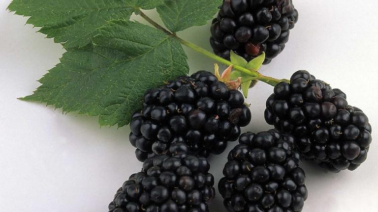 Brombeeren am Zweig