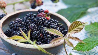 Schale mit Brombeeren