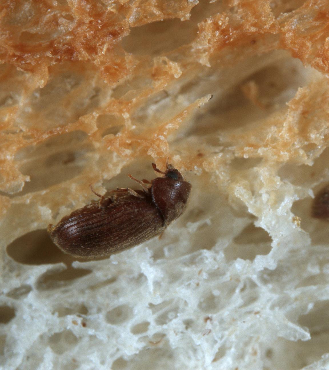 Zwei Brotkäfer, die sich in eine Scheibe Brot hineingebohrt haben.