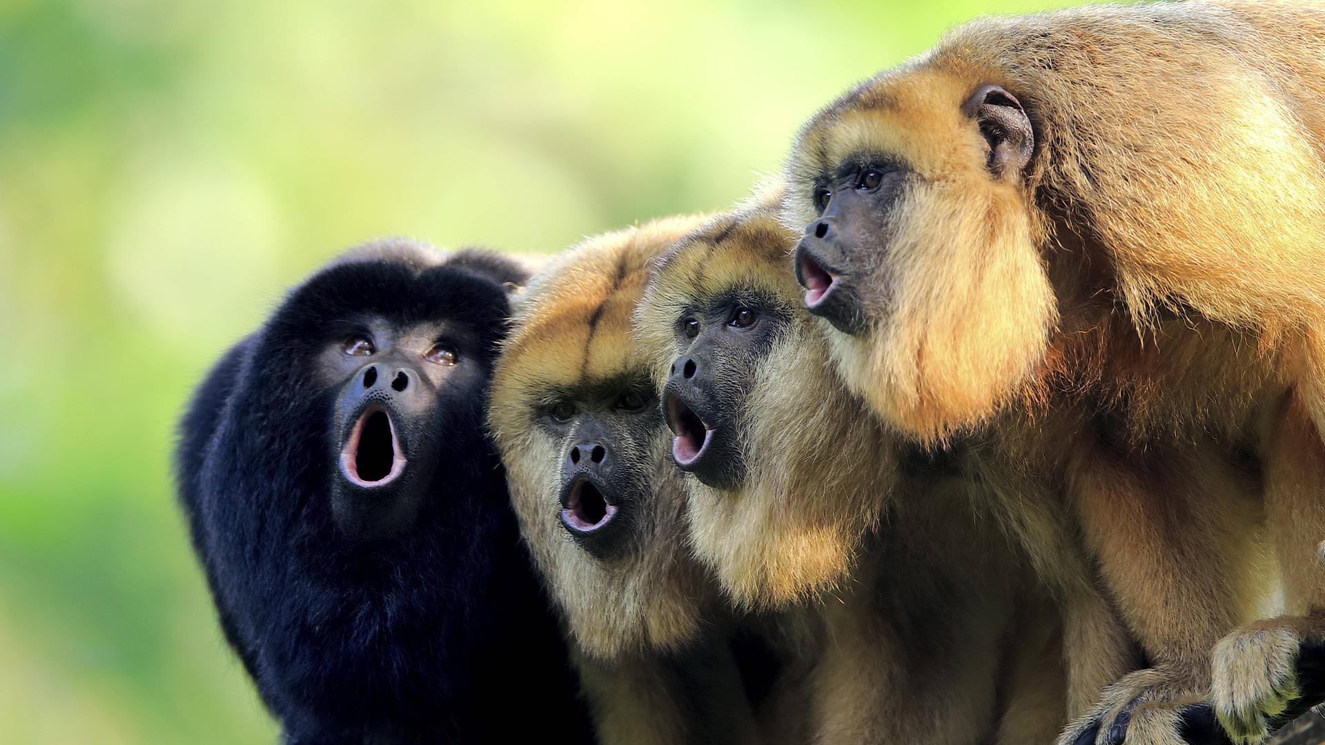 Schwarzer Brüllaffe (Alouatta caraya), ein Männchen und drei Weibchen rufend