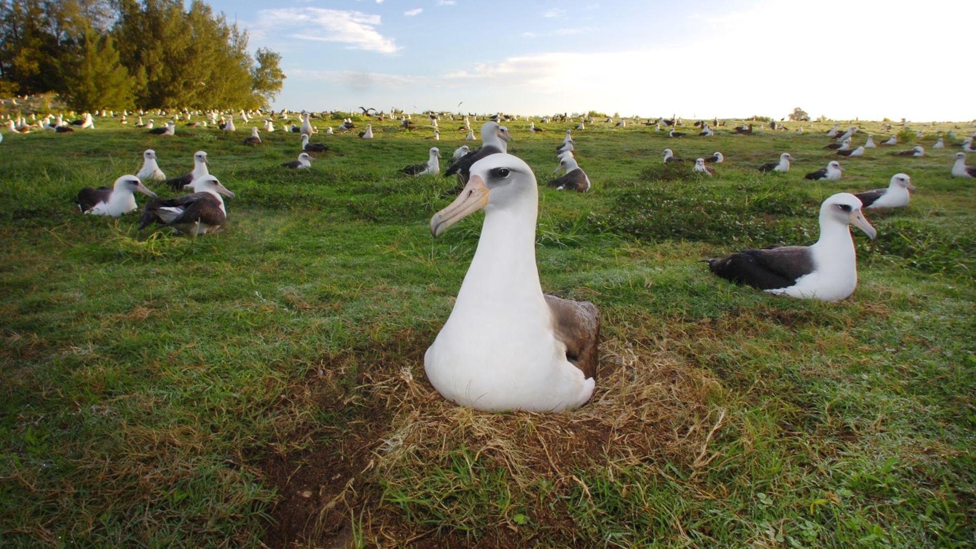 bruetende albatrosse