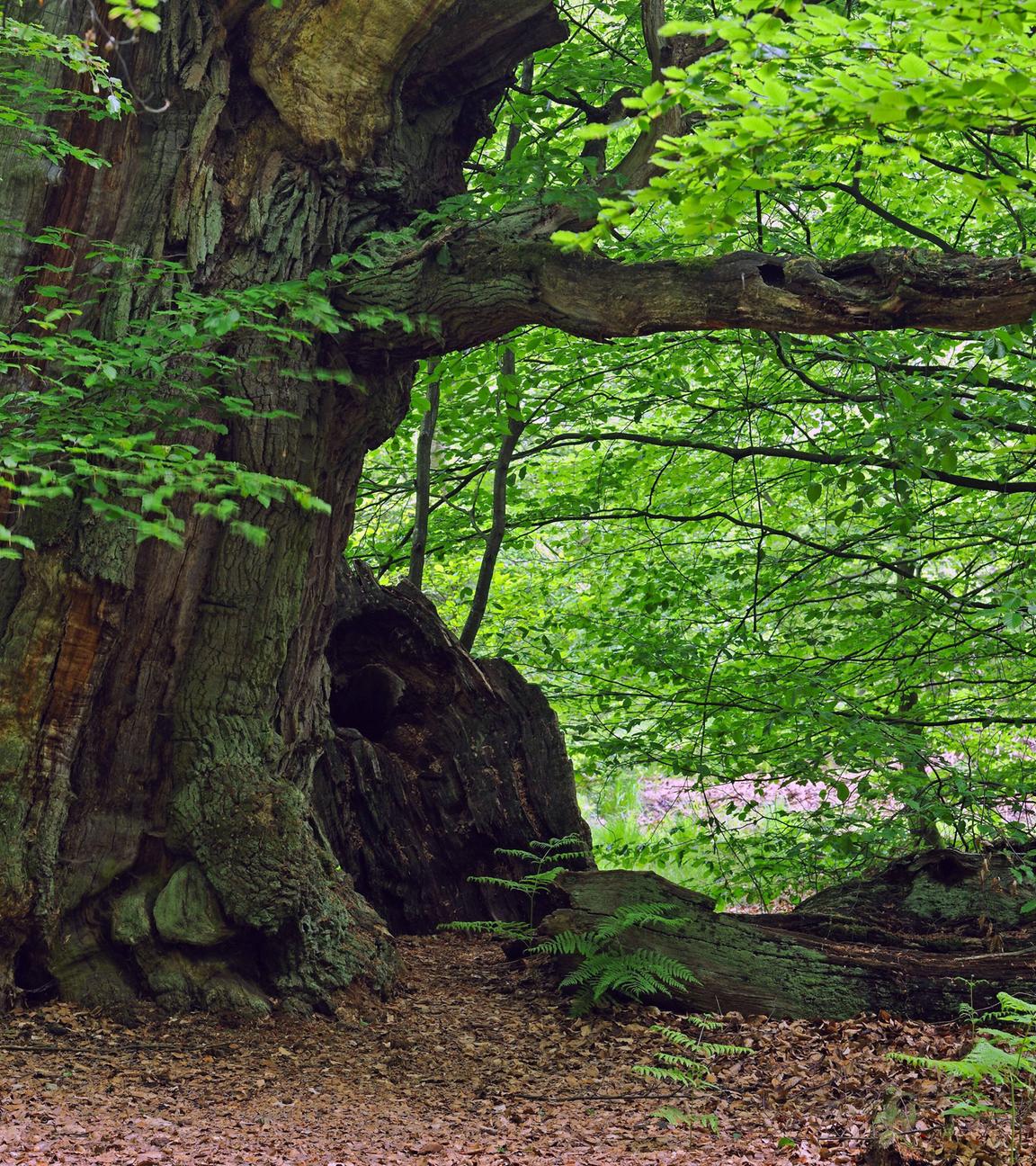 Rotbuche, Rot-Buche, Buche (Fagus sylvatica), ca. 600 Jahre alte Buche im Urwald Sababurg, Deutschland, Hessen common beech (Fagus sylvatica), about 600 year-old beech at the primeval forest Sababurg, Germany, Hesse BLWS664609 *** Red beech, Red beech, Beech Fagus sylvatica , about 600 year old beech at the primeval forest Sababurg, Germany, Hesse common beech Fagus sylvatica , about 600 year old beech at the primeval forest Sababurg, Germany, Hesse BLWS664609 Copyright: xblickwinkel/McPHOTO/I.xSchulzx