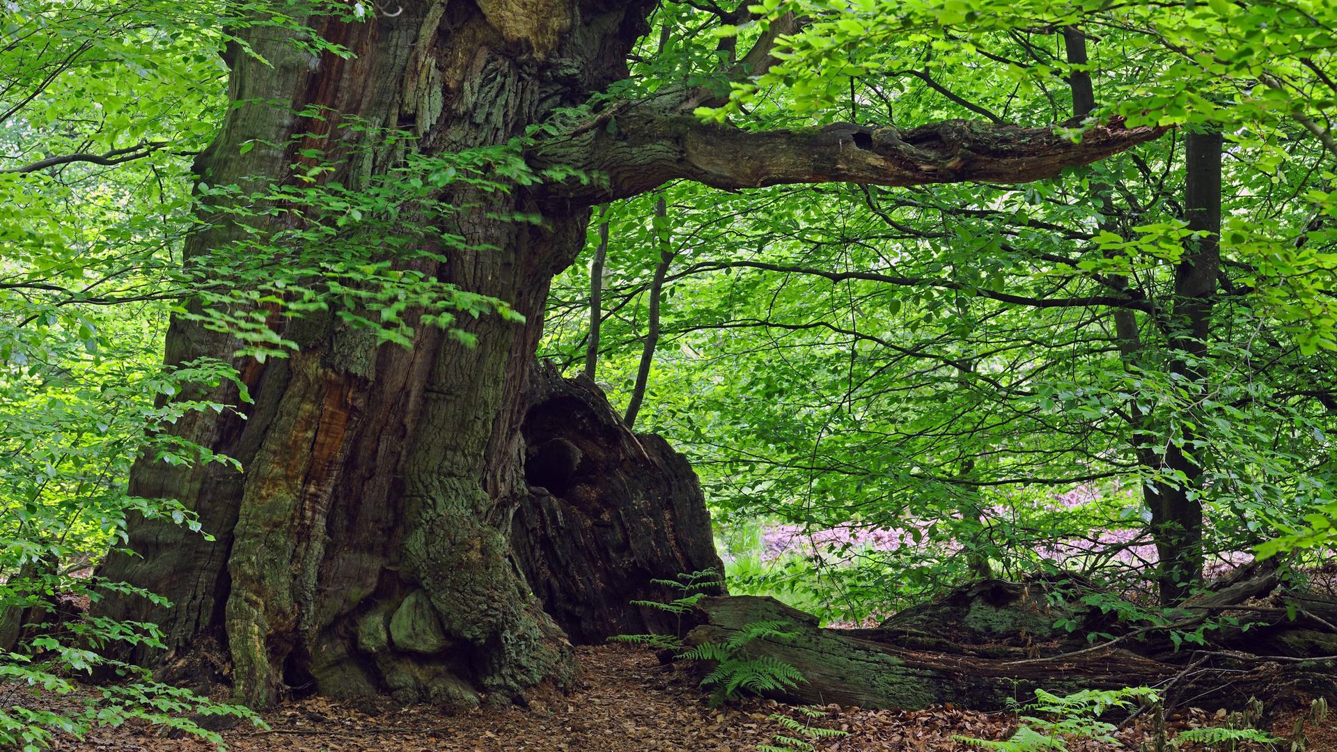 Rotbuche, Rot-Buche, Buche (Fagus sylvatica), ca. 600 Jahre alte Buche im Urwald Sababurg, Deutschland, Hessen common beech (Fagus sylvatica), about 600 year-old beech at the primeval forest Sababurg, Germany, Hesse BLWS664609 *** Red beech, Red beech, Beech Fagus sylvatica , about 600 year old beech at the primeval forest Sababurg, Germany, Hesse common beech Fagus sylvatica , about 600 year old beech at the primeval forest Sababurg, Germany, Hesse BLWS664609 Copyright: xblickwinkel/McPHOTO/I.xSchulzx