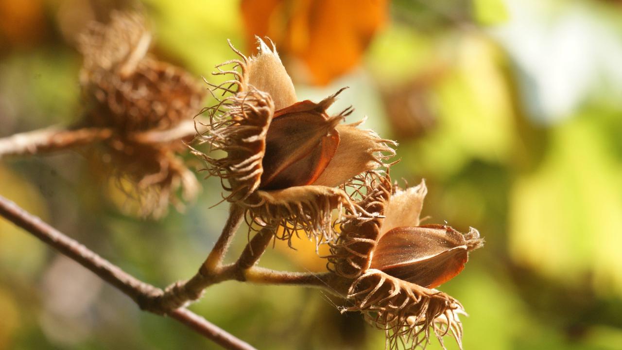 Books and Acorns: How to Find and Prepare Them