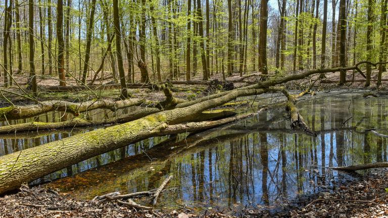 ARCHIV - 20.04.2020, Brandenburg, Altkünkendorf: Umgestürzte Bäume liegen in einem kleinen Wasserloch im Unesco-Weltnaturerbe «Buchenwald Grumsin», einem Wald nahe dem kleinen uckermärkischen Ort Altkünkendorf.