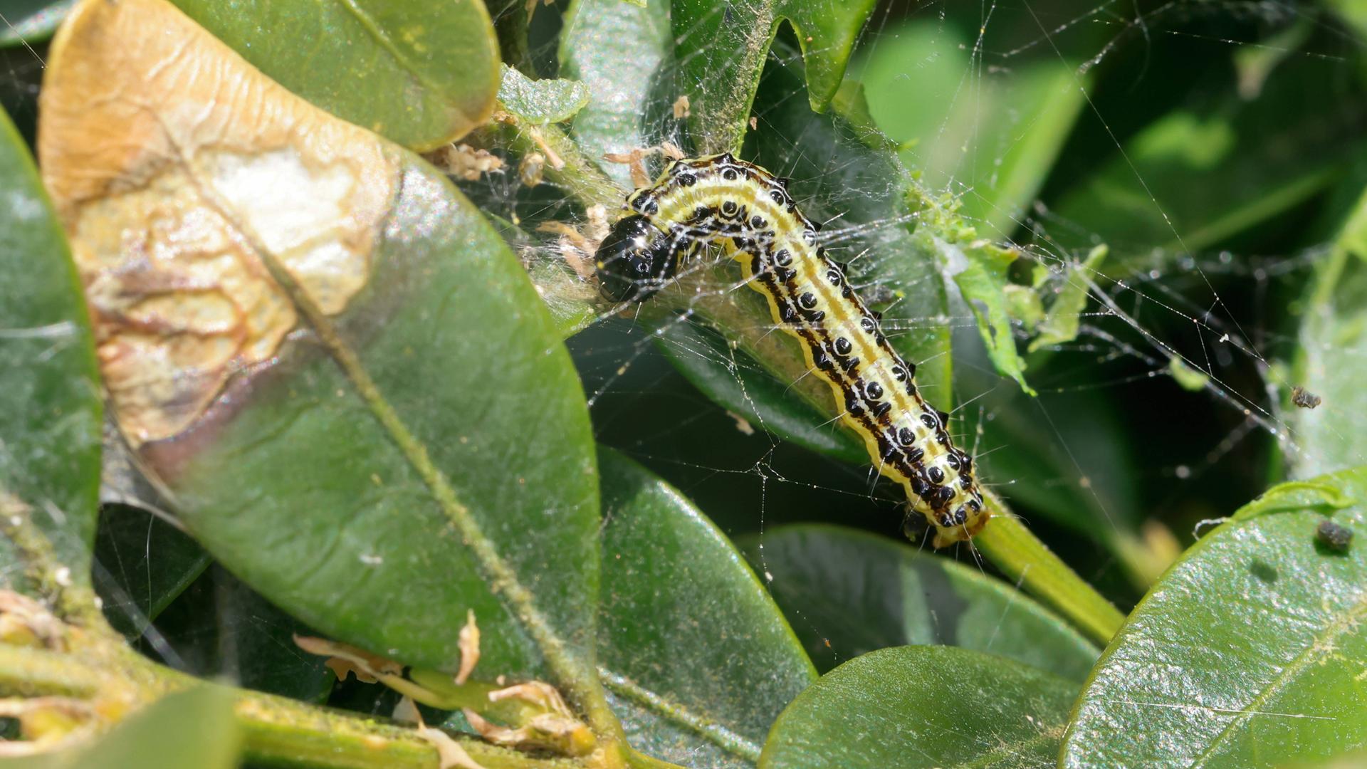 Eine Raupe des Buchsbaumzünslers im Buchsbaum in Nahaufnahme.