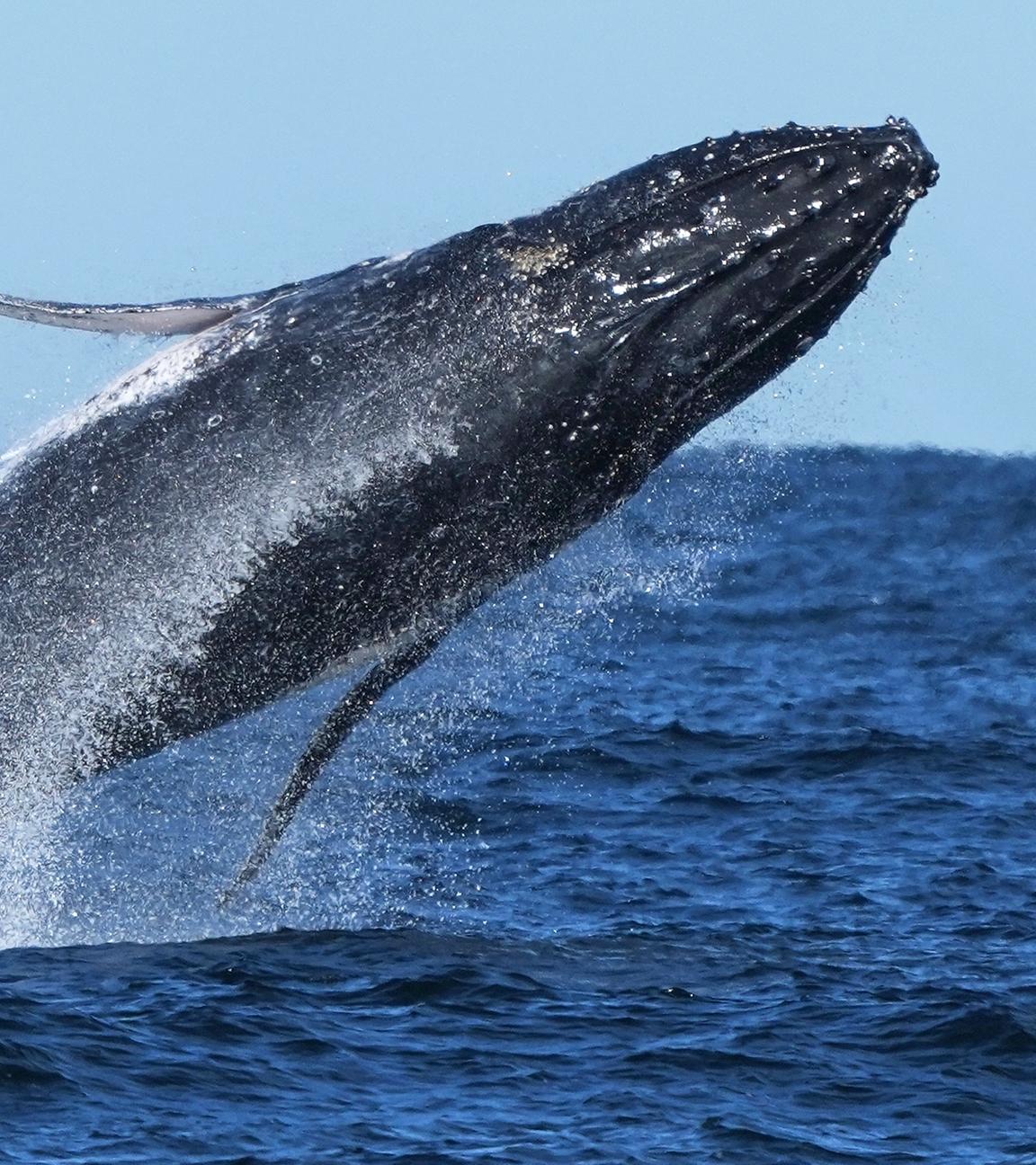 Ein Buckelwal springt aus dem Wasser. (Symbolbild)