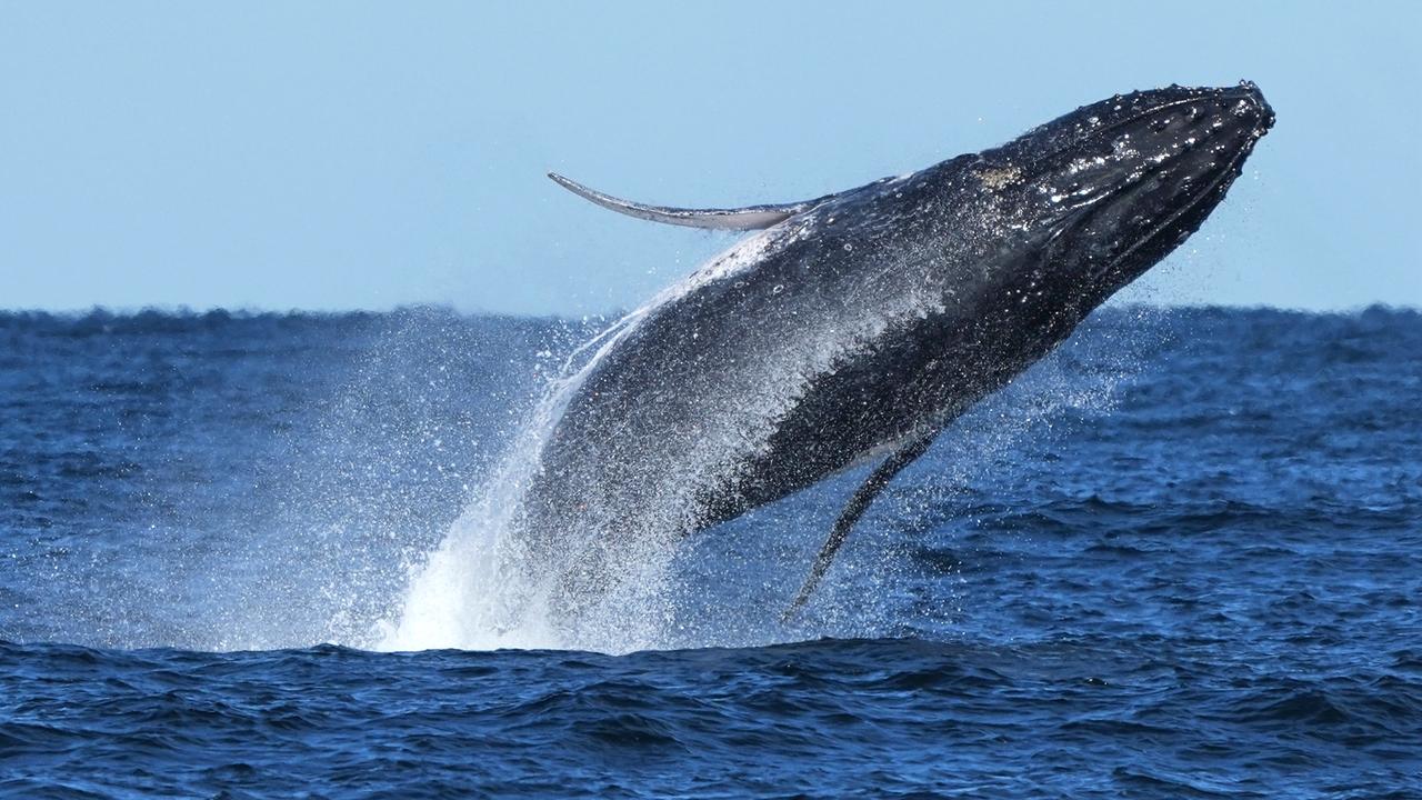 Warum verirren sich Großwale in die Ostsee?