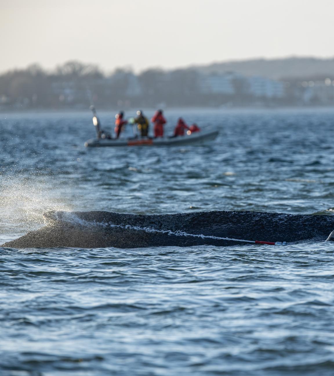 Der Buckelwal war auf einer Sandbank vor der Ostseeküste gestrandet.