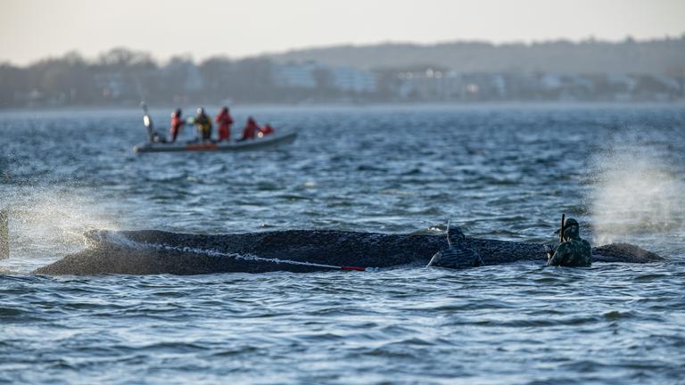 Der Buckelwal war auf einer Sandbank vor der Ostseeküste gestrandet.
