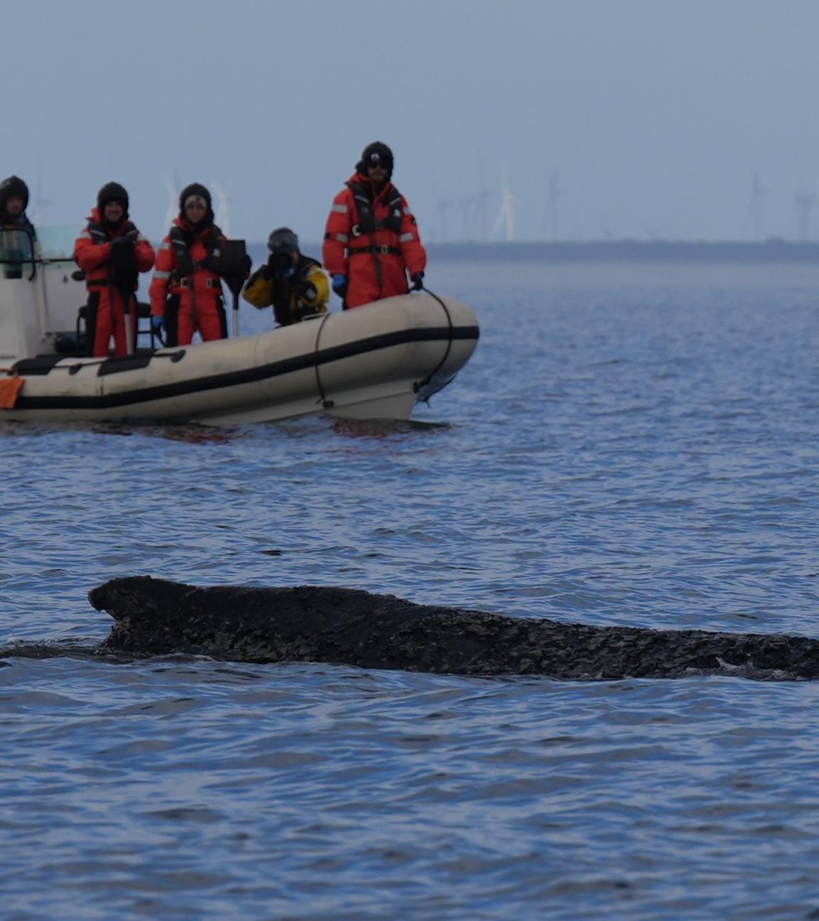 Das Tier schwimmt nun wieder in der Ostsee und wird von Schiffen der Küstenwache und Polizeibooten begleitet.