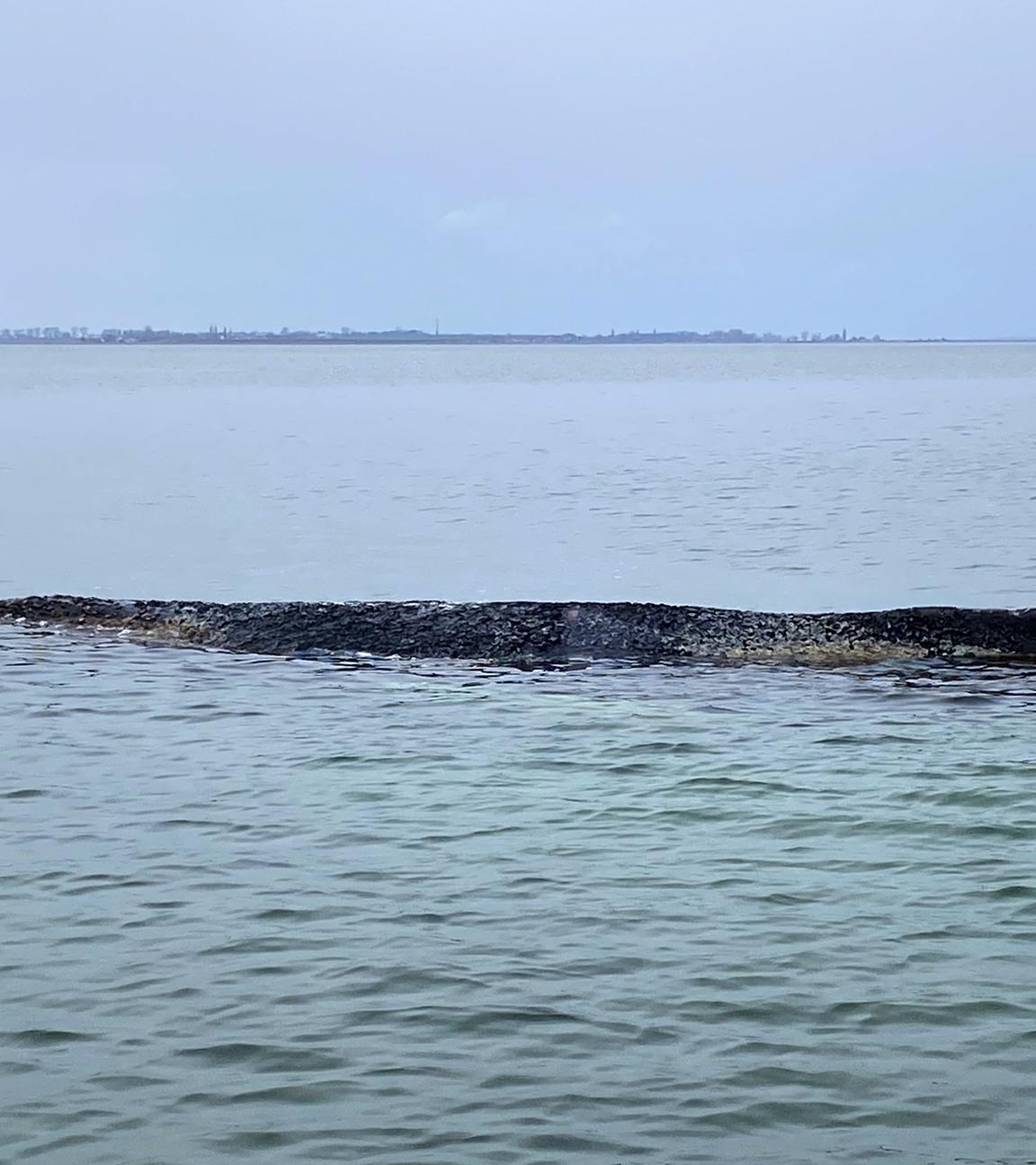Der erst gestern befreite Buckelwal ist erneut an Wismarerbucht vor der Ostseeküste gestrandet.